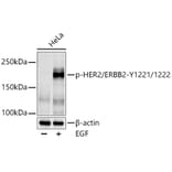 Western Blot - Anti-ErbB2/HER2 (phospho Tyr1221 + 1222) Antibody (A11006) - Antibodies.com