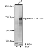 Western Blot - Anti-Met (c-Met) (phospho Tyr1234 + Tyr1235) Antibody (A11011) - Antibodies.com