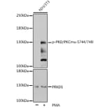 Western Blot - Anti-PKC mu/PKD (phospho Ser744 + Ser748) Antibody (A11012) - Antibodies.com