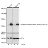 Western Blot - Anti-RPS6 (phospho Ser240 + Ser244) Antibody (A11015) - Antibodies.com