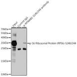 Western Blot - Anti-RPS6 (phospho Ser240 + Ser244) Antibody (A11015) - Antibodies.com