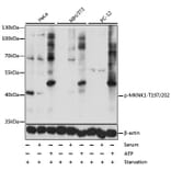 Western Blot - Anti-MKNK1 (phospho T197 + T202) Antibody (AP0544) - Antibodies.com