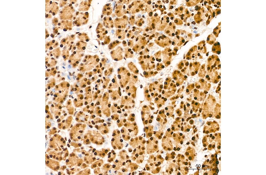 Immunohistochemistry - Anti-IKK alpha (Phospho S176/180) Antibody (A11024) - Antibodies.com