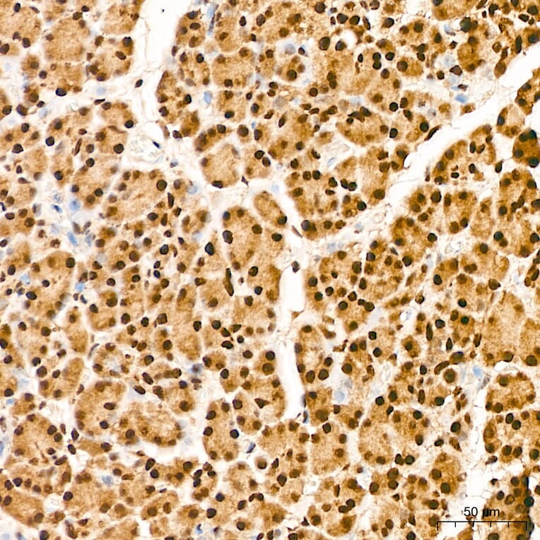 Immunohistochemistry - Anti-IKK alpha (Phospho S176/180) Antibody (A11024) - Antibodies.com