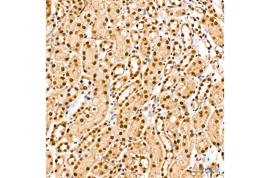 Immunohistochemistry - Anti-IKK alpha (Phospho S176/180) Antibody (A11024) - Antibodies.com