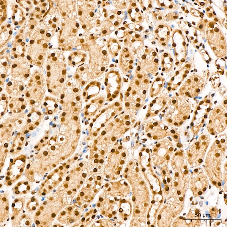 Immunohistochemistry - Anti-IKK alpha (Phospho S176/180) Antibody (A11024) - Antibodies.com