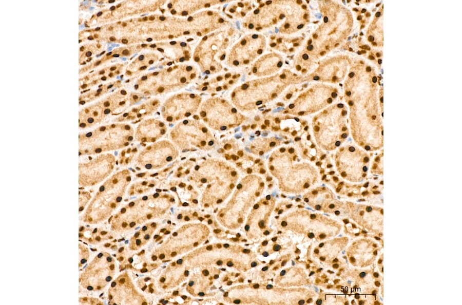 Immunohistochemistry - Anti-IKK alpha (Phospho S176/180) Antibody (A11024) - Antibodies.com