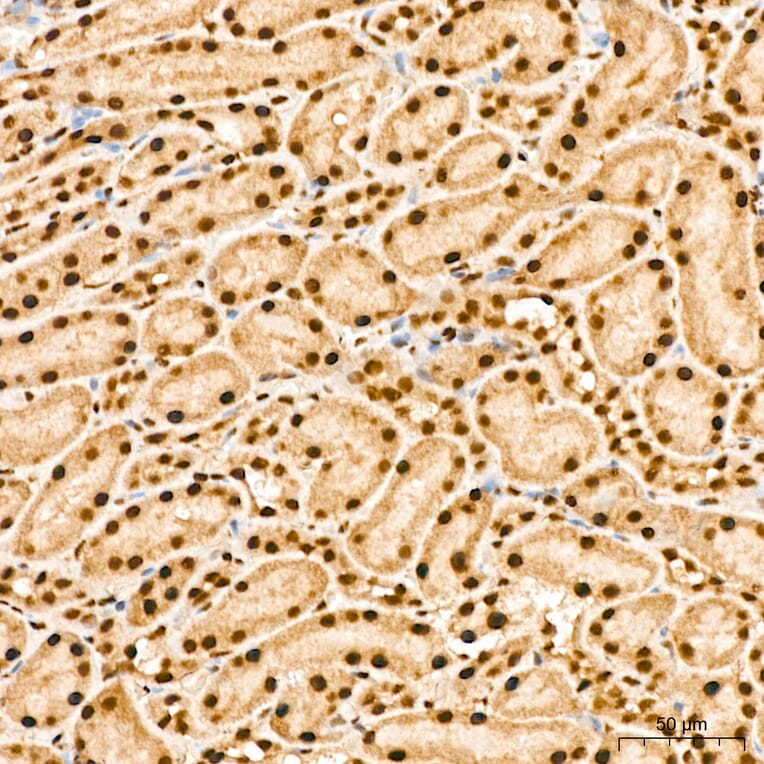 Immunohistochemistry - Anti-IKK alpha (Phospho S176/180) Antibody (A11024) - Antibodies.com