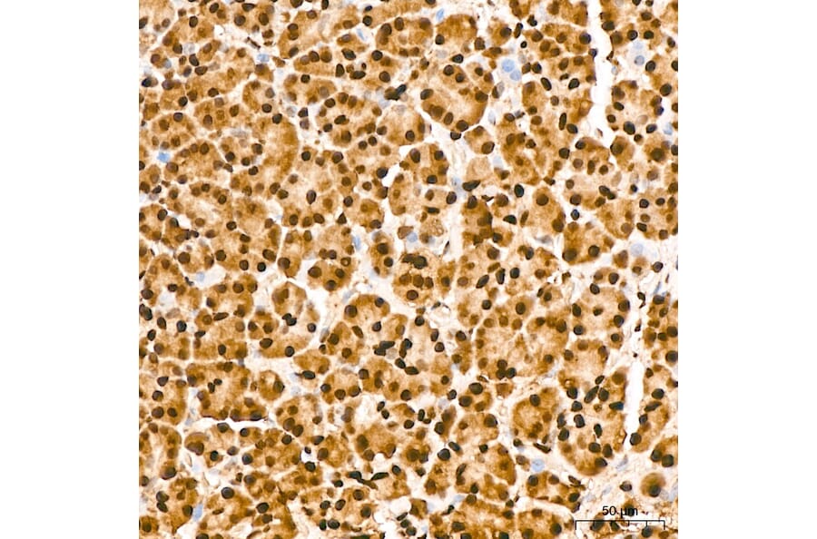 Immunohistochemistry - Anti-IKK alpha (Phospho S176/180) Antibody (A11024) - Antibodies.com