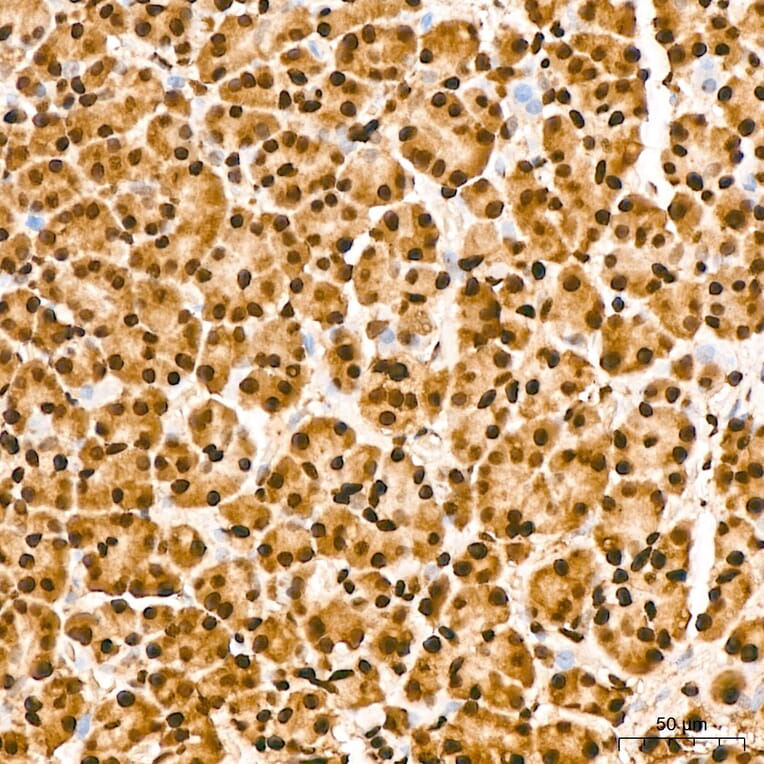 Immunohistochemistry - Anti-IKK alpha (Phospho S176/180) Antibody (A11024) - Antibodies.com