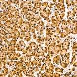 Immunohistochemistry - Anti-IKK alpha (Phospho S176/180) Antibody (A11024) - Antibodies.com