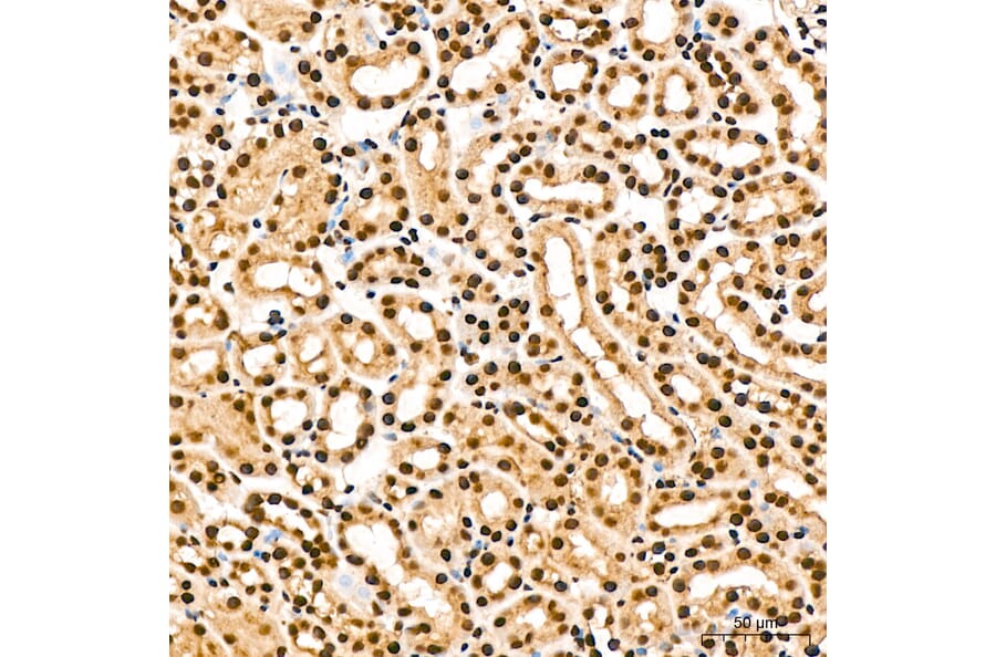 Immunohistochemistry - Anti-IKK alpha (Phospho S176/180) Antibody (A11024) - Antibodies.com