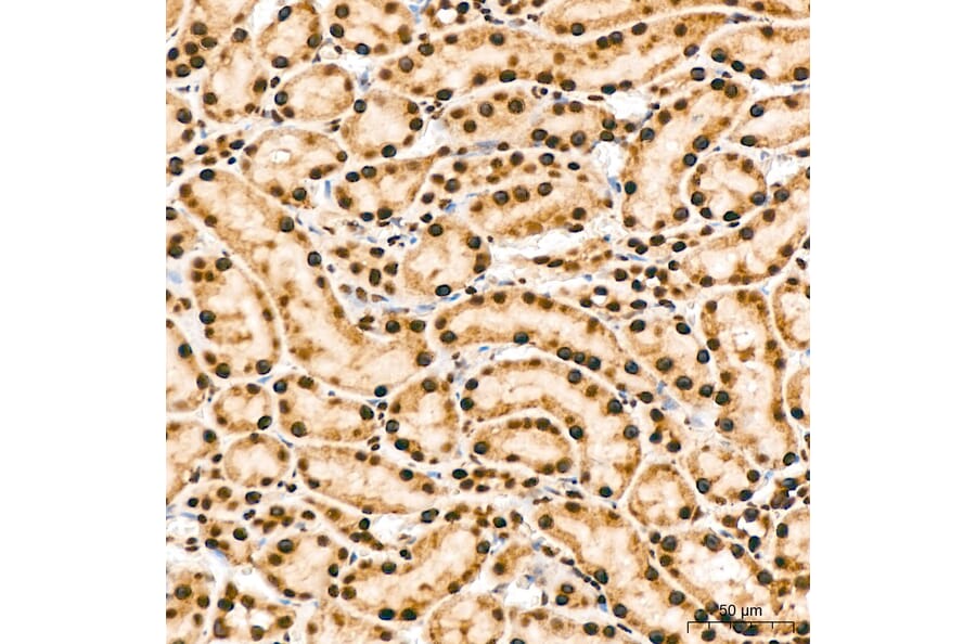 Immunohistochemistry - Anti-IKK alpha (Phospho S176/180) Antibody (A11024) - Antibodies.com