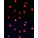 Immunofluorescence - Anti-Smad2 (phospho Ser465 + Ser467) + Smad3 (phospho Ser423 + Ser425) Antibody (A11026) - Antibodies.com