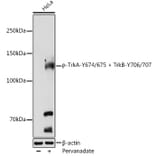 Western Blot - Anti-TrkA (phospho Tyr674 + Tyr675) + TrkB (phospho Tyr706 + Tyr707) Antibody (A11027) - Antibodies.com