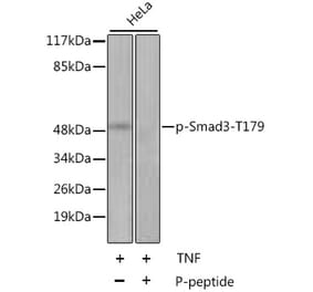 Western Blot - Anti-Smad3 (phospho Thr179) Antibody (A11032) - Antibodies.com