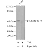 Western Blot - Anti-Smad3 (phospho Thr179) Antibody (A11032) - Antibodies.com