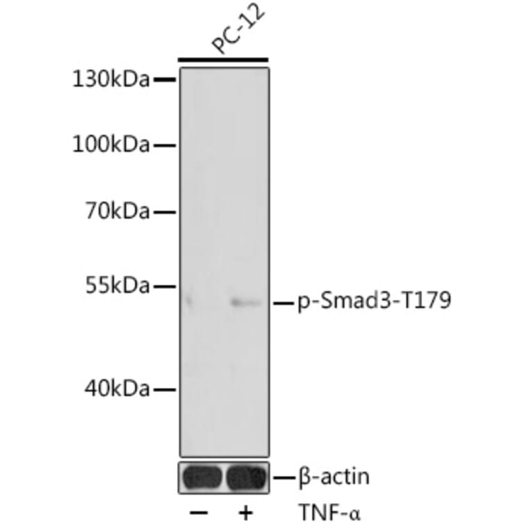 Western Blot - Anti-Smad3 (phospho Thr179) Antibody (A11032) - Antibodies.com