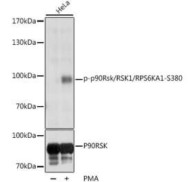 Western Blot - Anti-RSK1 p90 (phospho Ser380) Antibody (A11040) - Antibodies.com