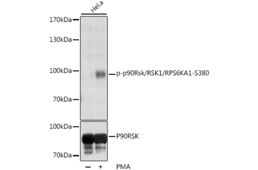 Western Blot - Anti-RSK1 p90 (phospho Ser380) Antibody (A11040) - Antibodies.com