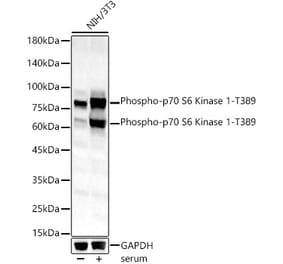 Western Blot - Anti-S6K1 (phospho Thr389) Antibody (A11042) - Antibodies.com
