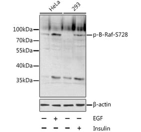 Western Blot - Anti-BRAF (phospho Ser728) Antibody (A11054) - Antibodies.com