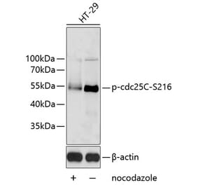 Western Blot - Anti-Cdc25C (phospho Ser216) Antibody (A11055) - Antibodies.com