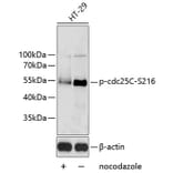 Western Blot - Anti-Cdc25C (phospho Ser216) Antibody (A11055) - Antibodies.com