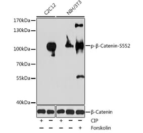 Western Blot - Anti-beta Catenin (phospho Ser552) Antibody (A11057) - Antibodies.com