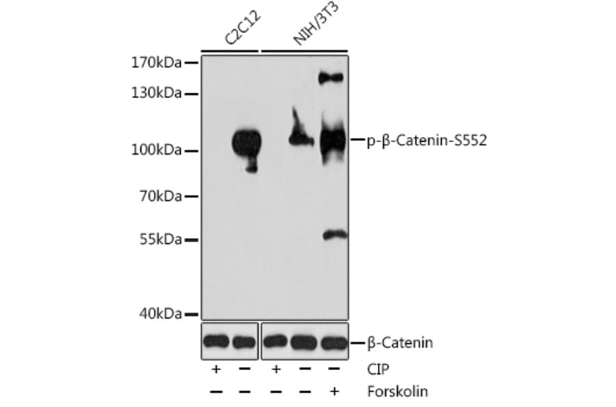 Western Blot - Anti-beta Catenin (phospho Ser552) Antibody (A11057) - Antibodies.com