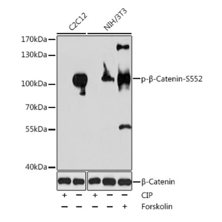 Western Blot - Anti-beta Catenin (phospho Ser552) Antibody (A11057) - Antibodies.com