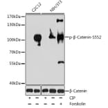 Western Blot - Anti-beta Catenin (phospho Ser552) Antibody (A11057) - Antibodies.com