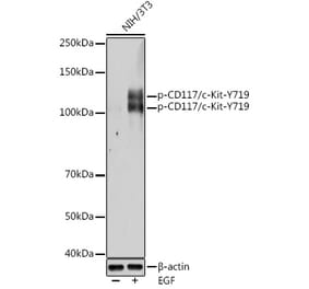 Western Blot - Anti-c-Kit (phospho Tyr719) Antibody (A11064) - Antibodies.com
