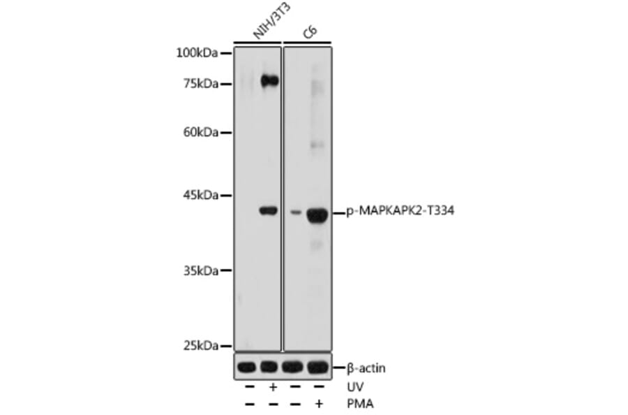 Western Blot - Anti-MK2 (phospho Thr334) Antibody (A11066) - Antibodies.com