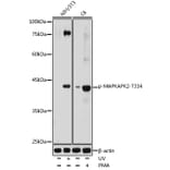 Western Blot - Anti-MK2 (phospho Thr334) Antibody (A11066) - Antibodies.com