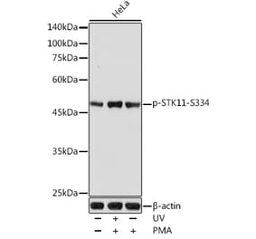 Western Blot - Anti-LKB1 (phospho Ser334) Antibody (A11077) - Antibodies.com