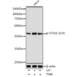 Western Blot - Anti-LKB1 (phospho Ser334) Antibody (A11077) - Antibodies.com