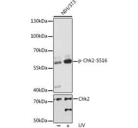 Western Blot - Anti-Chk2 (phospho Ser516) Antibody (A11080) - Antibodies.com