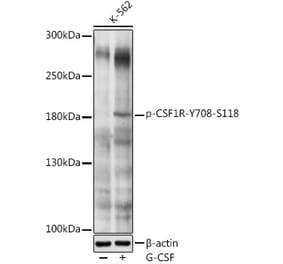 Western Blot - Anti-CSF-1-R (phospho Tyr708) Antibody (A11085) - Antibodies.com