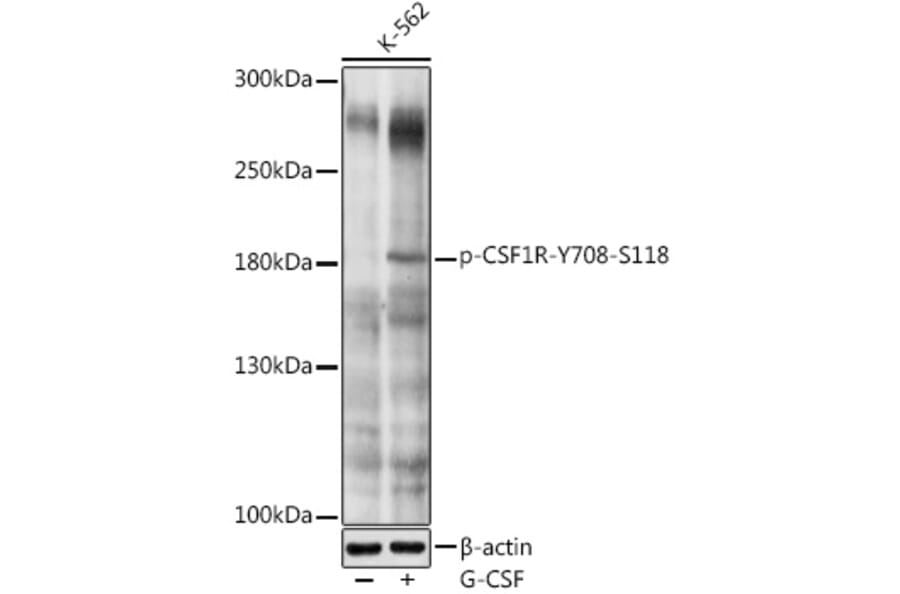 Western Blot - Anti-CSF-1-R (phospho Tyr708) Antibody (A11085) - Antibodies.com