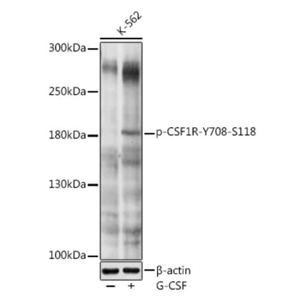 Western Blot - Anti-CSF-1-R (phospho Tyr708) Antibody (A11085) - Antibodies.com