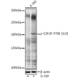 Western Blot - Anti-CSF-1-R (phospho Tyr708) Antibody (A11085) - Antibodies.com