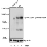 Western Blot - Anti-pan PKC (phospho Thr514) Antibody (A11089) - Antibodies.com