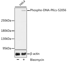 Western Blot - Anti-DNA PKcs (phospho Ser2056) Antibody (A11093) - Antibodies.com