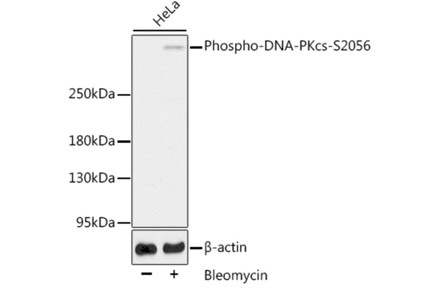 Western Blot - Anti-DNA PKcs (phospho Ser2056) Antibody (A11093) - Antibodies.com
