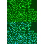 Immunofluorescence - Anti-DNA PKcs (phospho Ser2056) Antibody (A11093) - Antibodies.com