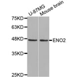 Western Blot - Anti-ENO2 Antibody (A0022) - Antibodies.com