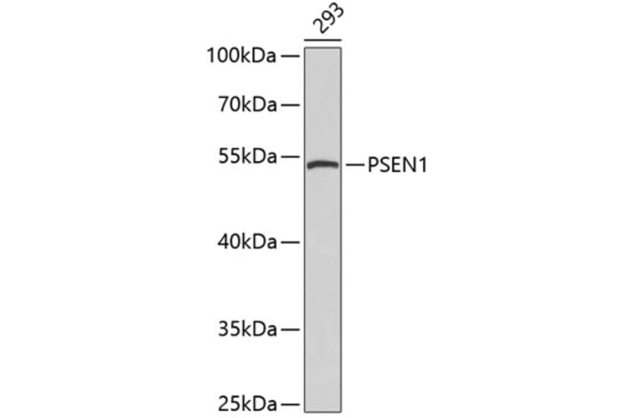 Western Blot - Anti-PSEN1 Antibody (A0050) - Antibodies.com