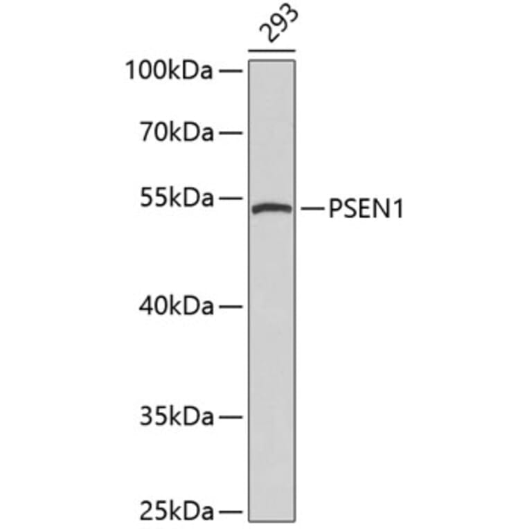 Western Blot - Anti-PSEN1 Antibody (A0050) - Antibodies.com