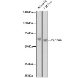 Western Blot - Anti-Perforin Antibody (A11105) - Antibodies.com